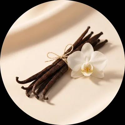 Gousses de vanille et fleur de vanille blanche sur fond crème